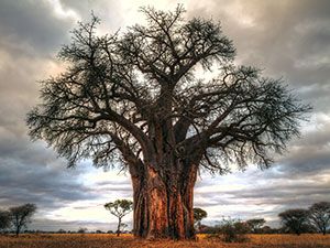 Baobab Boom of Apenbroodboom genoemd, hebben dikke stammen die veel water kunnen opslaan en hierdoor extreem warme en droge periodes kunnen overleven