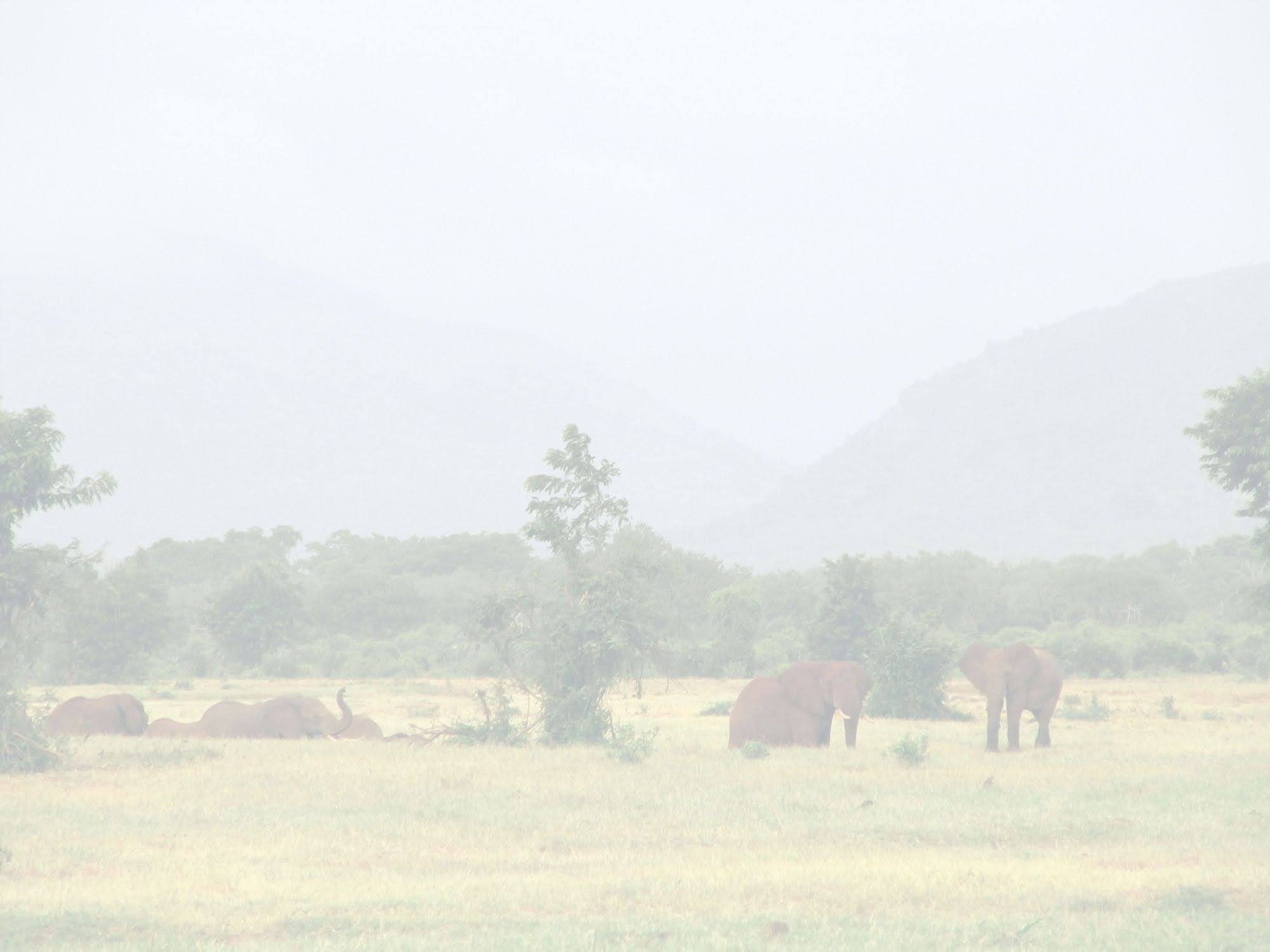Een olifantengemeenschap in Tanzania